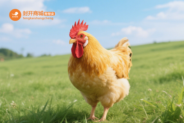 封开杏花鸡养殖环境