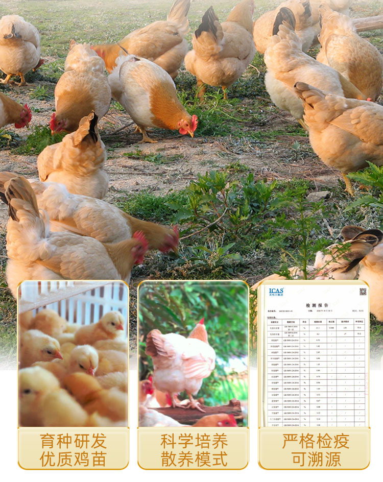 封开杏花鸡美食